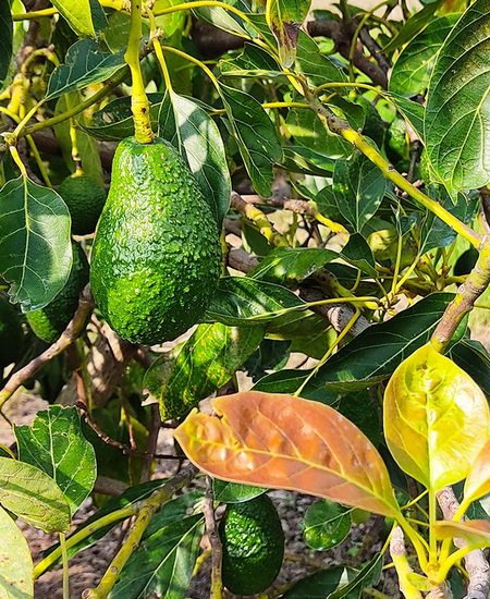 Beneficios del aguacate