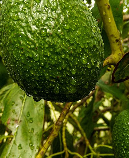 Nutrición del aguacate