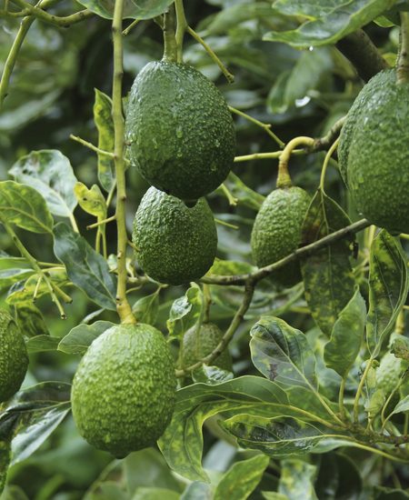 El aguacate