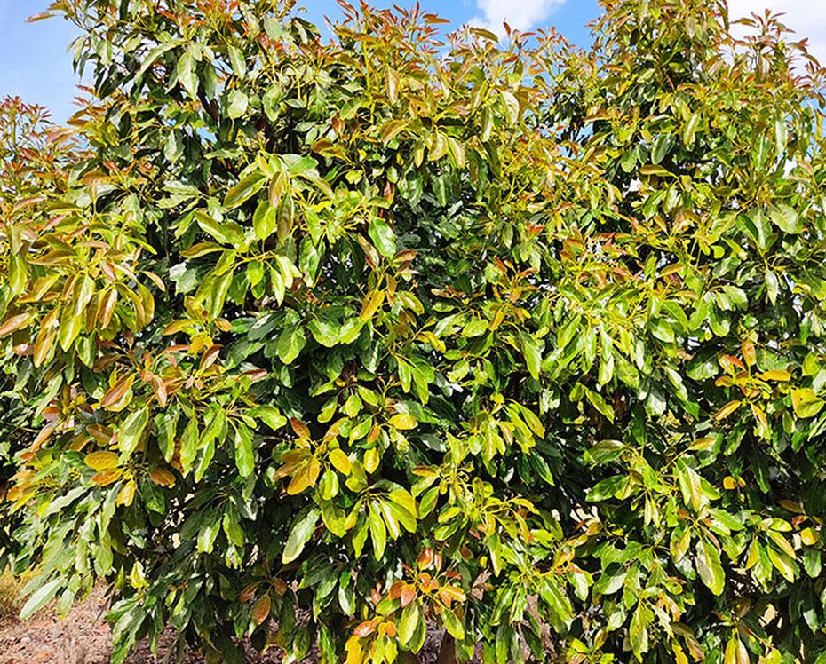 Huerta El Encanto