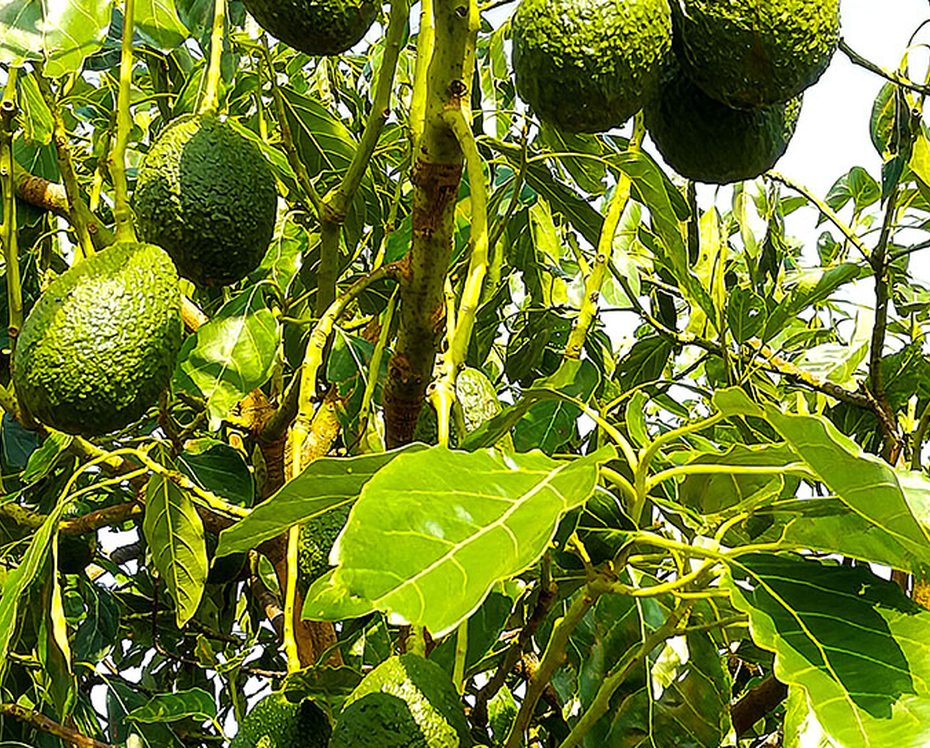Fruta en el árbol
