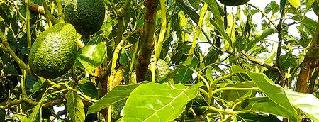 Fruta en el árbol