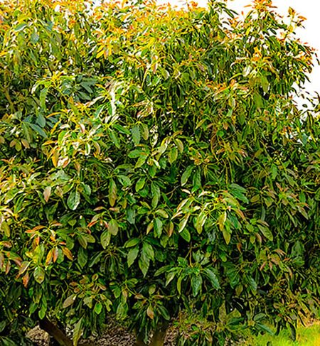 Huerta de aguacate