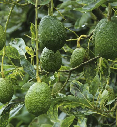 Aguacates en el árbol